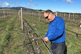 winemaker tending to vines at his winery in Orange
