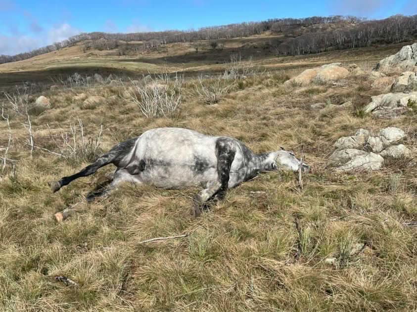NSW Environment Minister asks for an evaluation of wild horse