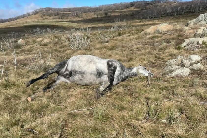 A dead horse in grassland