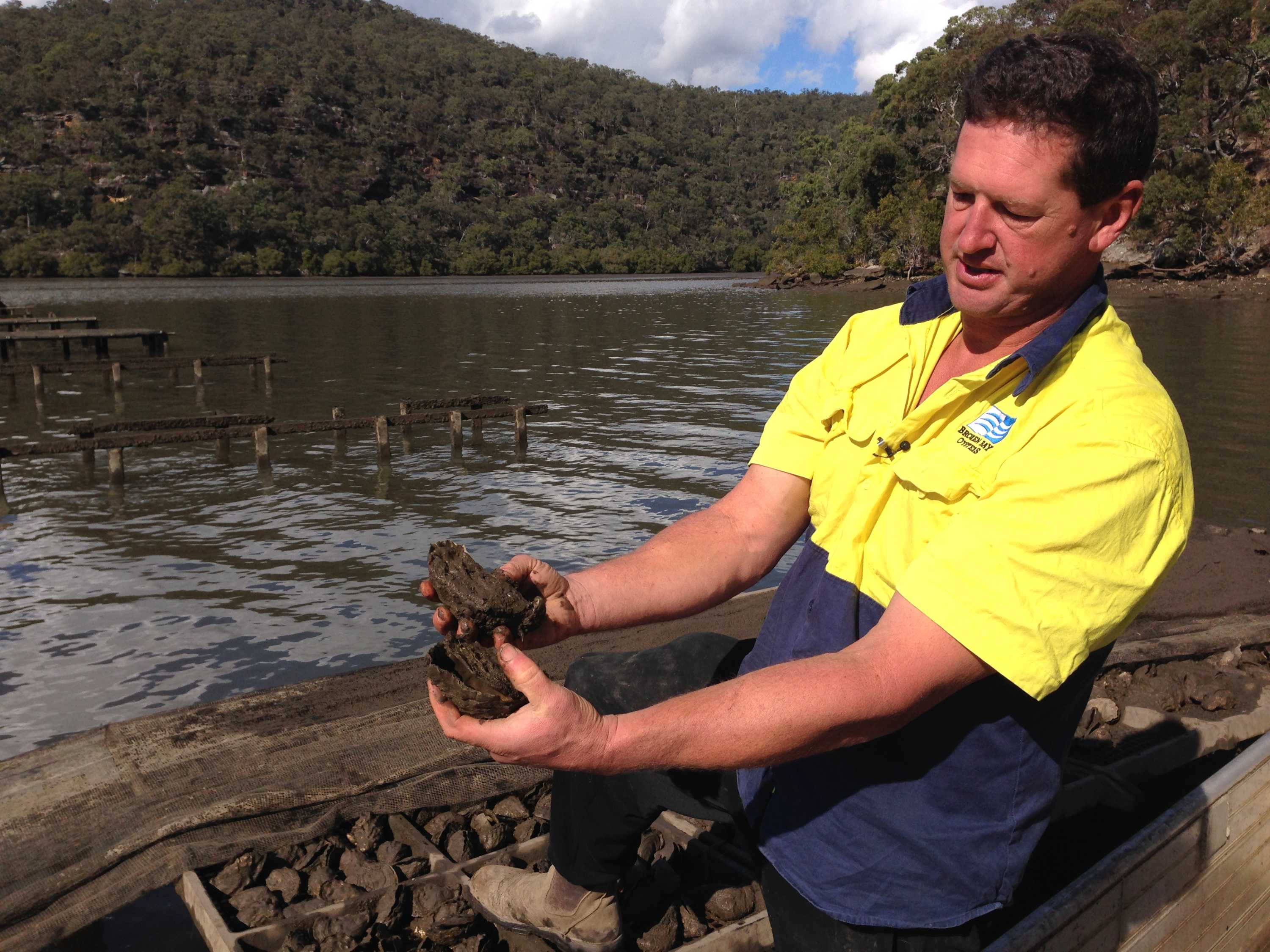Hawkesbury River oyster farming industry under threat from Pacific