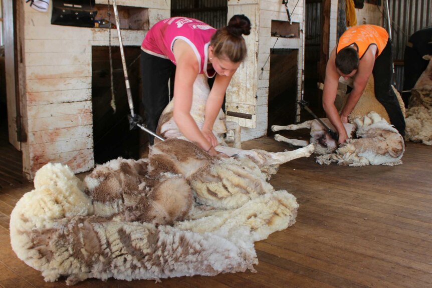 Women in the shearing shed