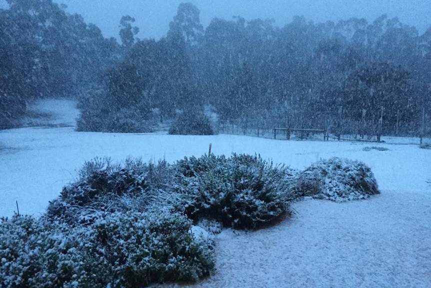 Snow falls heavily on a backyard in Ballarat, green trees and shrubs covered.