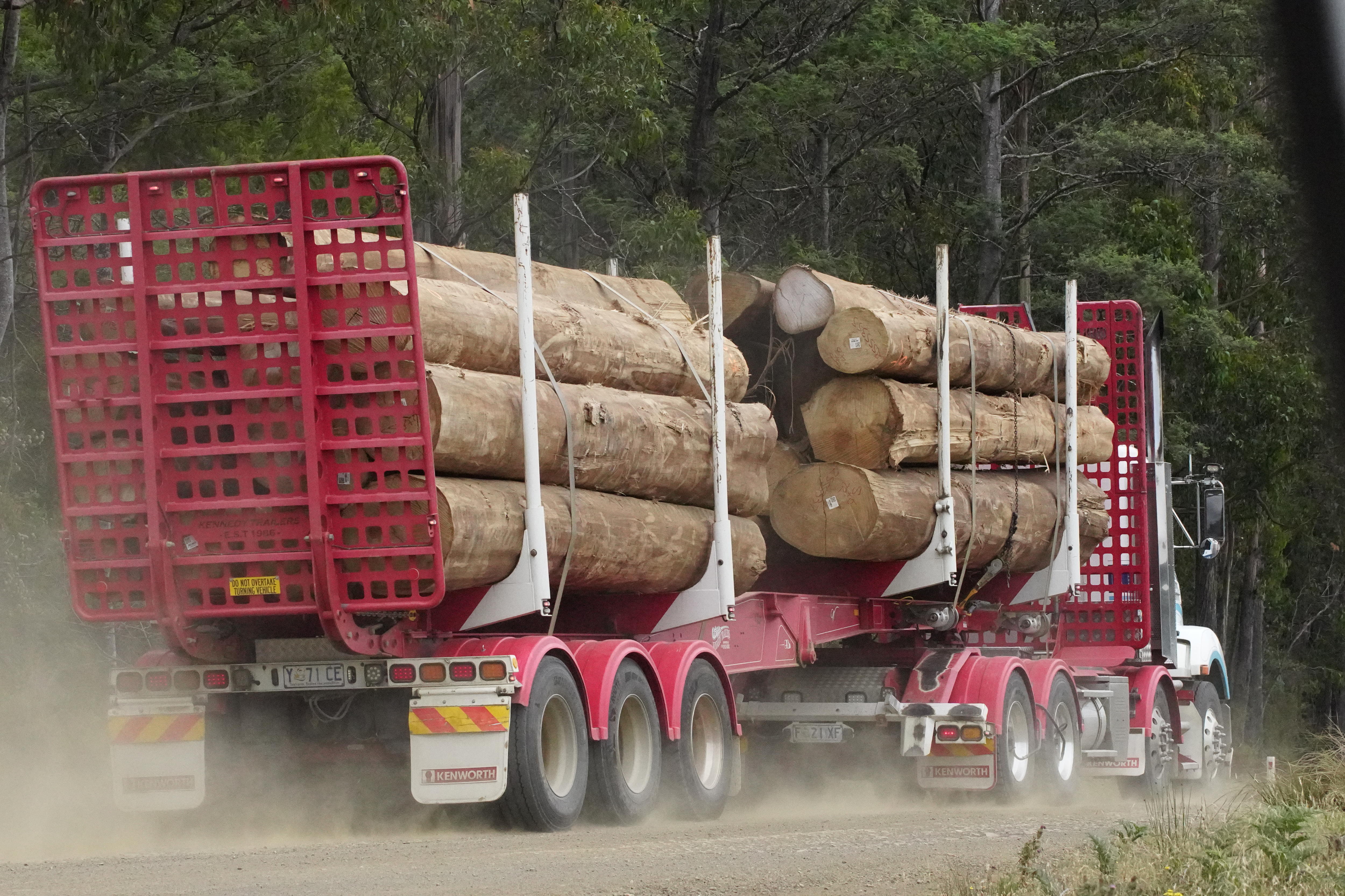 A truck stacked with logs drives out of a forest