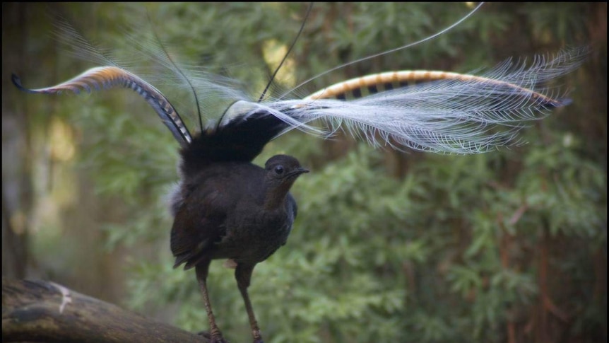 Superb lyrebird with feathers spread out.