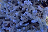 Coral taken from a study site on the Great Barrier Reef