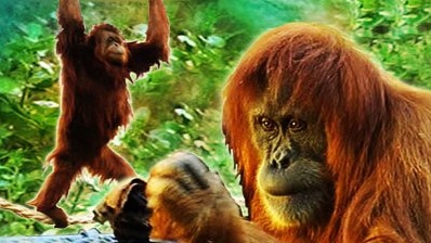 Orangutan Houdinis - Behind The News