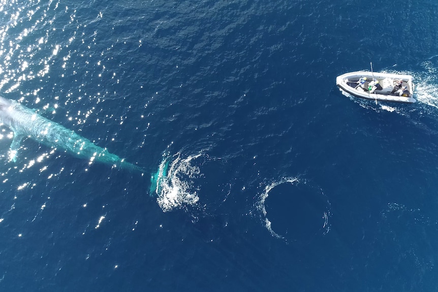 An inflatable boat is seen from above in pursuit of a pygmy blue whale.
