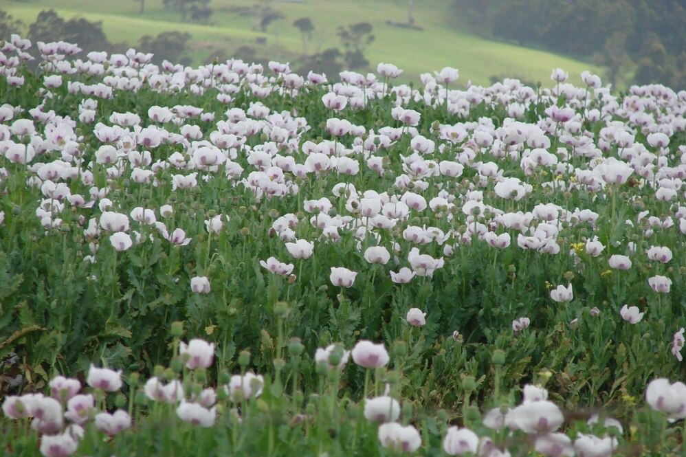 One of the smallest poppy harvests since the 80's - ABC listen