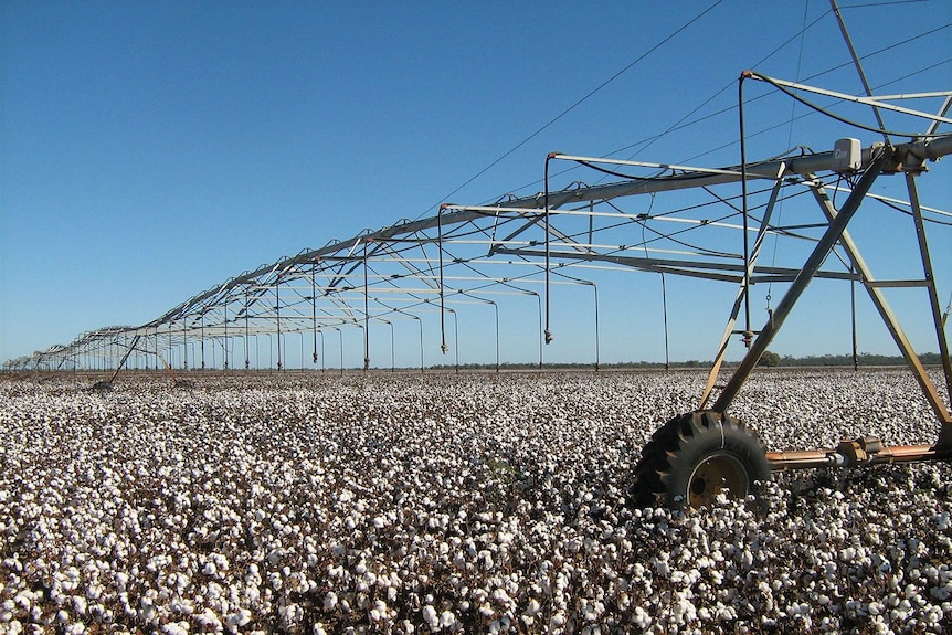 Cotton irrigation