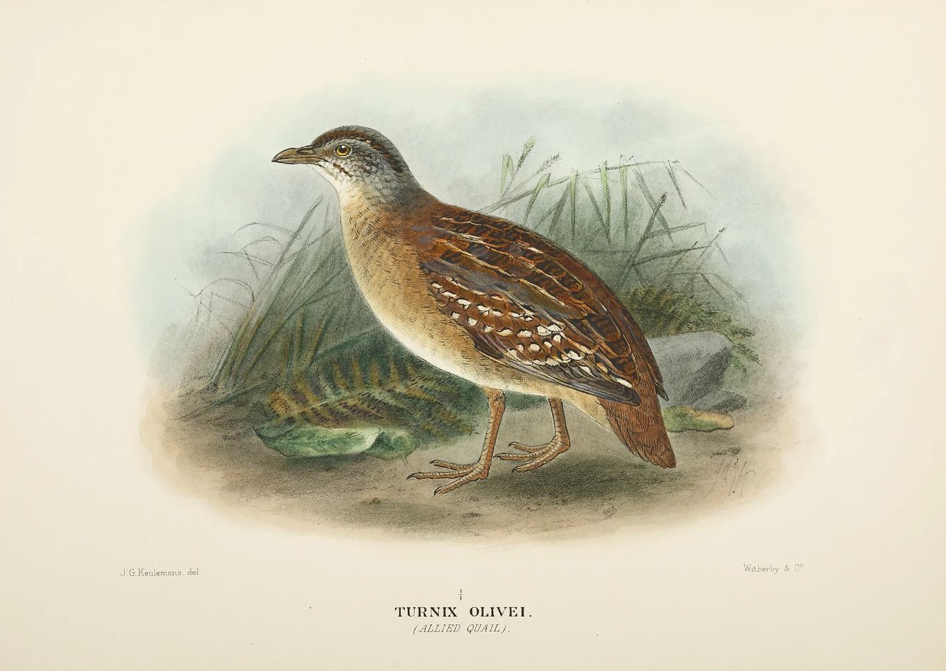 An illustration of a small bird walking on the ground
