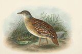 An illustration of a small bird walking on the ground