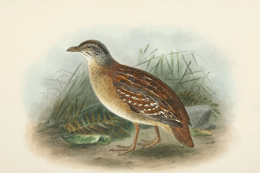 An illustration of a small bird walking on the ground