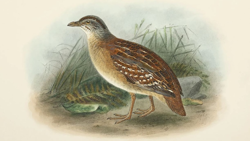 An illustration of a small bird walking on the ground