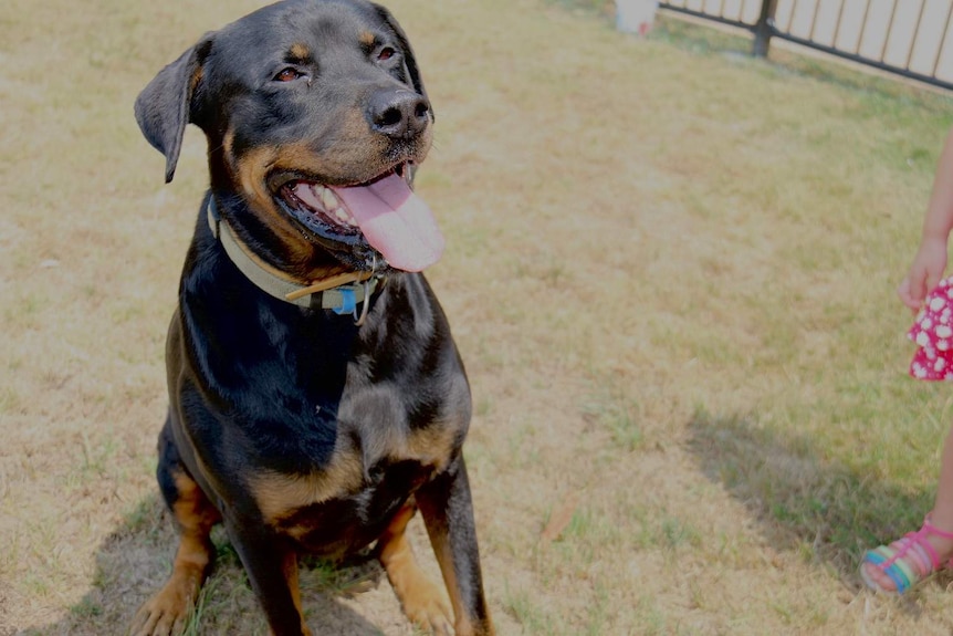 Griffin in a backyard sitting down with his tongue out.