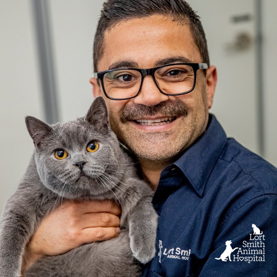 A veterinarian holding a cat