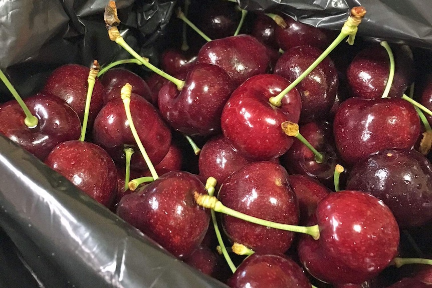 Premium cherries in a box