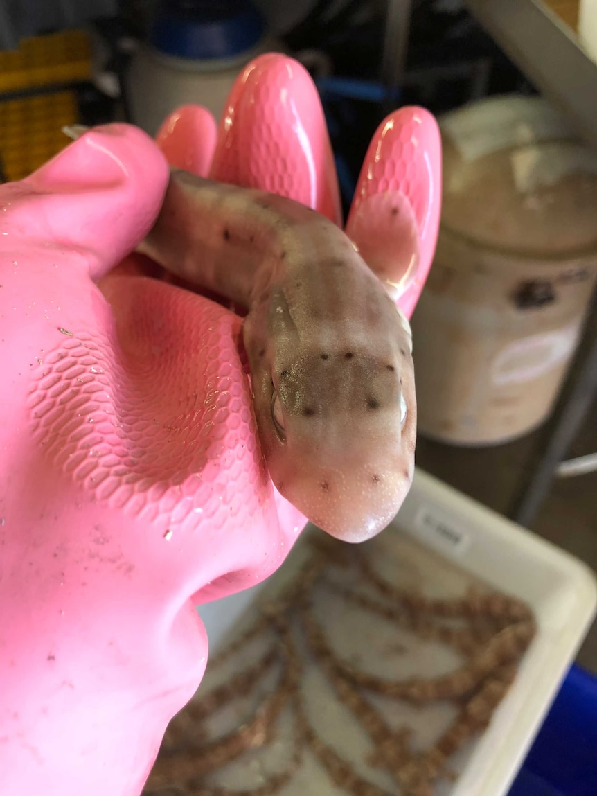 A gloved hand holding a catfish