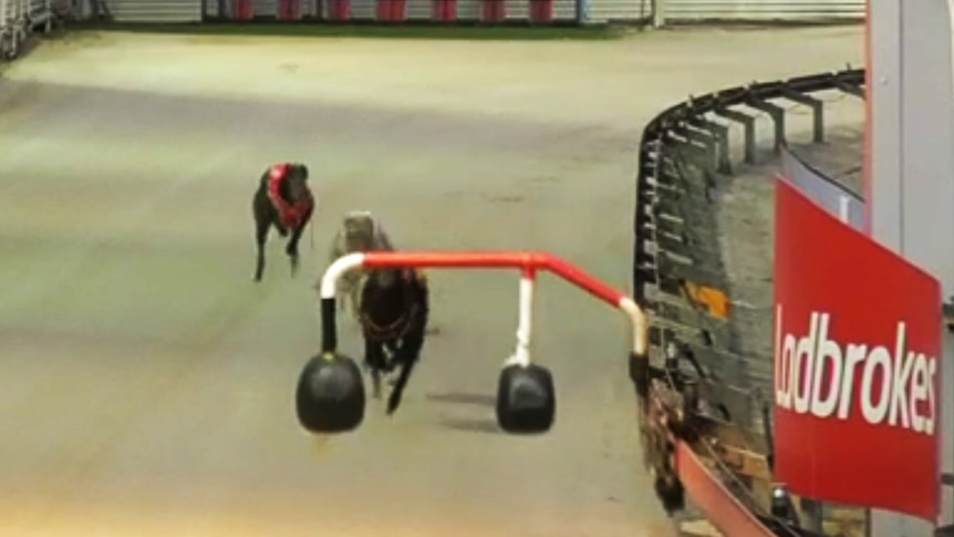 Zwei Windhunde wurden bei einem Dapto-Rennen eingeschläfert, wobei ein doppelarmiger Versuchsköder im Einsatz war