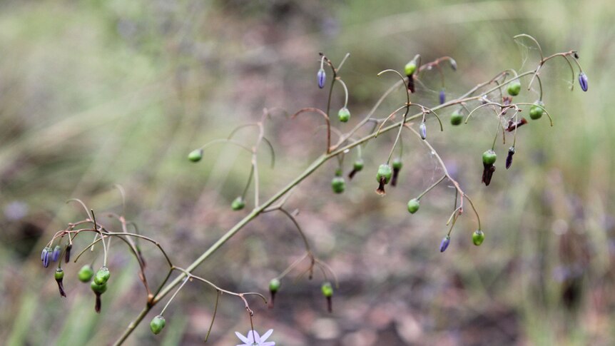 Plant with pretty purple flowers in the ACT bush.