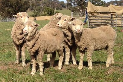 Four wooly sheep stand together in a paddock