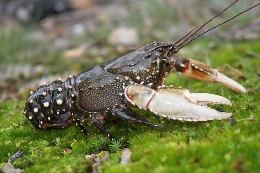A brownish grey coloured Murray crayfish with white claws, sitting on bright green moss.
