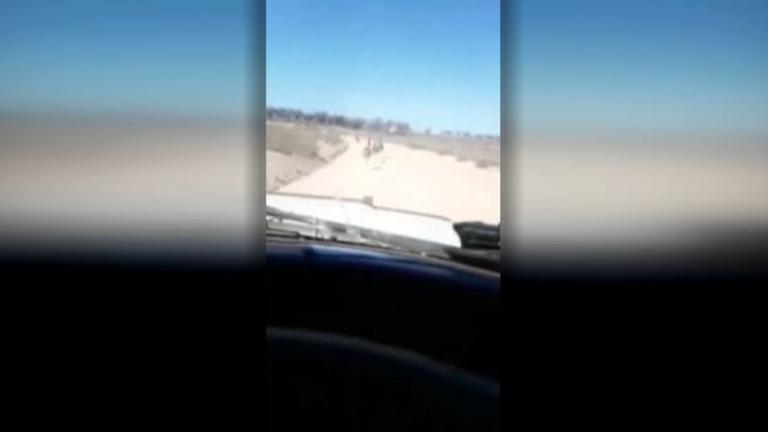 WARNING: GRAPHIC CONTENT 4WD appears to run over emus on dirt road