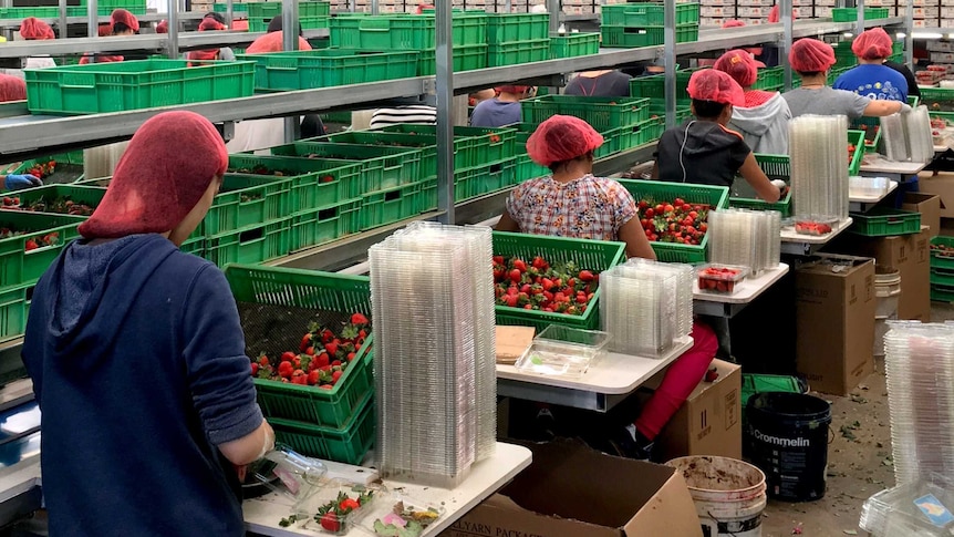 Rows of workers wearing hair nets pack loose strawberries into punnets