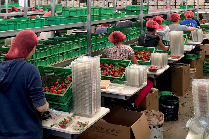 Rows of workers wearing hair nets pack loose strawberries into punnets