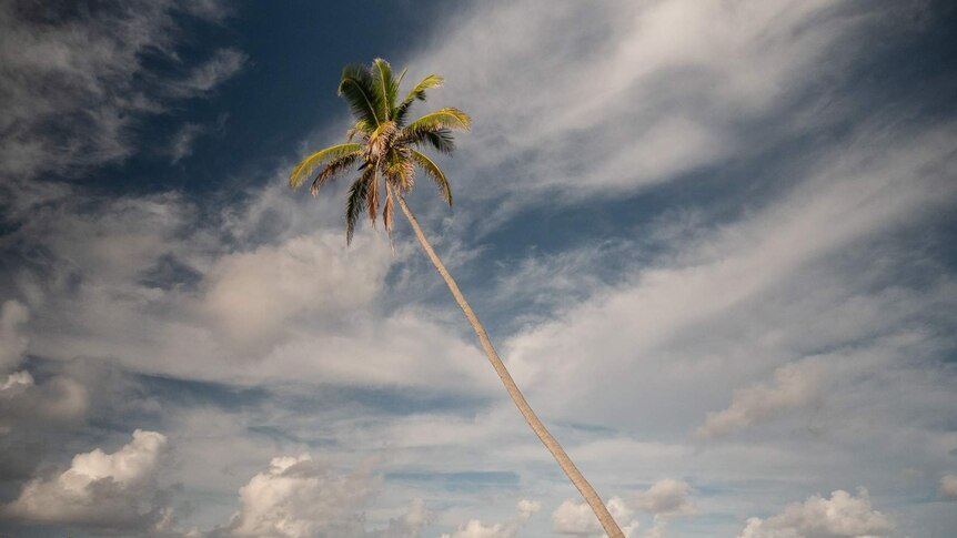 A Cocos palm on Home Island.