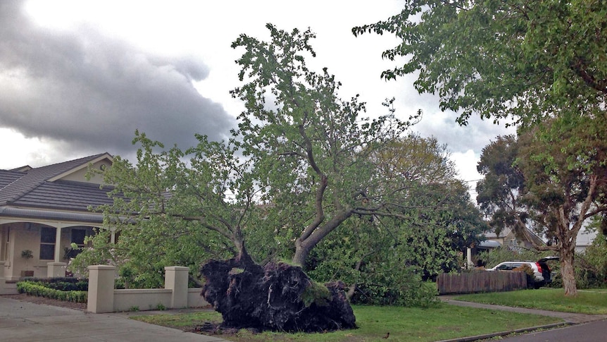 Winds uproot a tree in Melbourne
