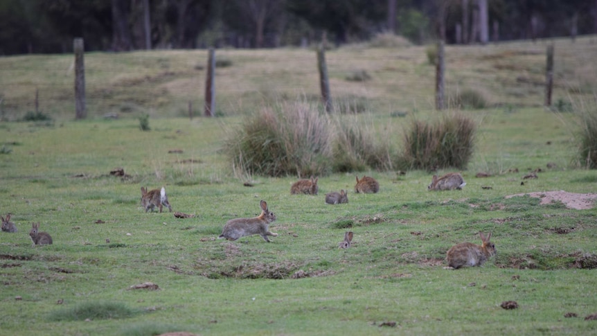 Rabbits on the ground