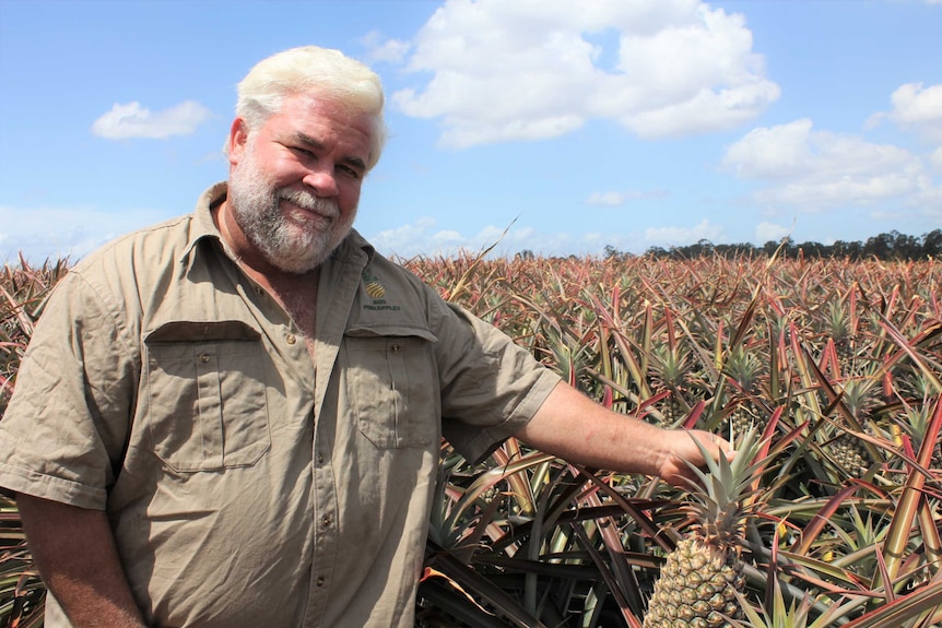 A man in a khaki shirt holds up a pineapple growing in a field.