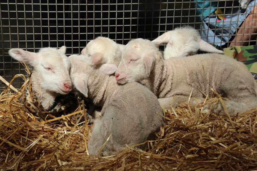 Very cute, fluffy, sleeping baby lambs