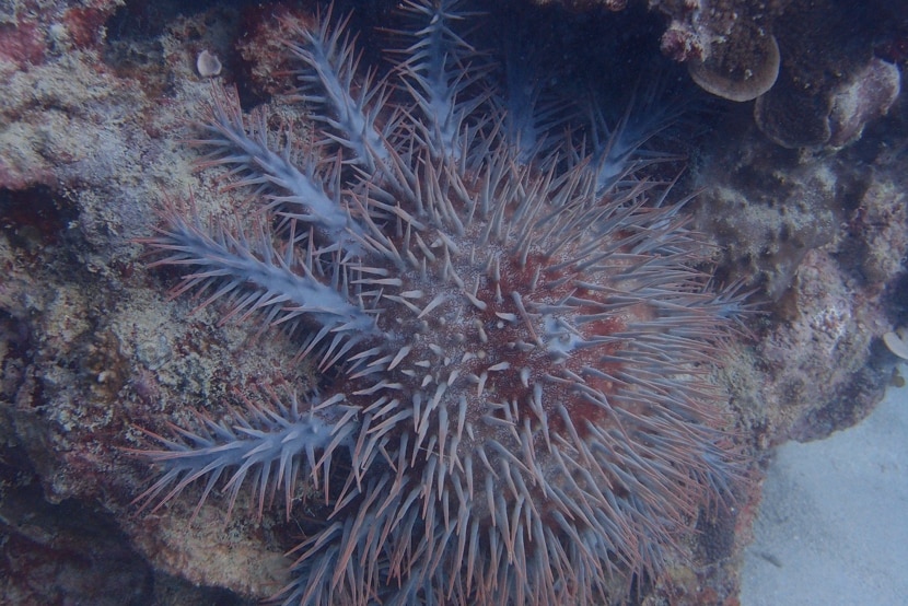 A photo of a crown-of-thorns seastar in the Kimberley.