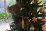 A koala up a Christmas tree inside a house.