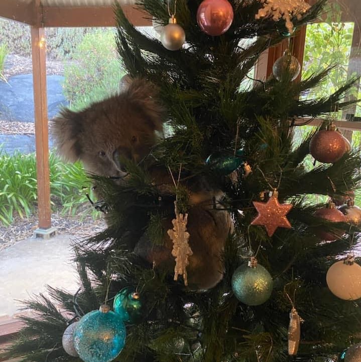 A koala up a Christmas tree inside a house.