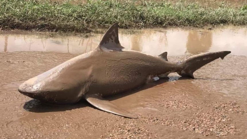 A bull shark lies on a road after being washed up in the wake of Cyclone Debbie.
