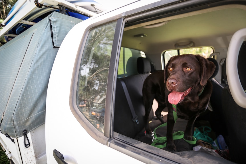 A happy-looking dog looks out of the open window of a ute