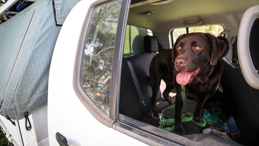 Four-year-old Ari brown Labrador, Ari, in the back seat of a ute.