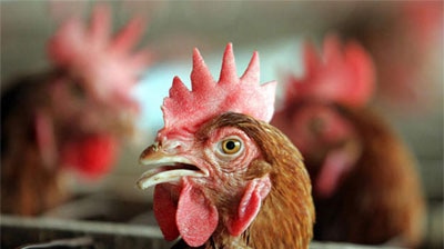 Outbreak: About 3,800 chickens have died of bird flu in southern Japan. [File photo]