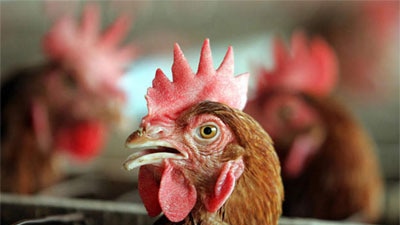 Chicken housed in intensive agriculture operation (file photo).