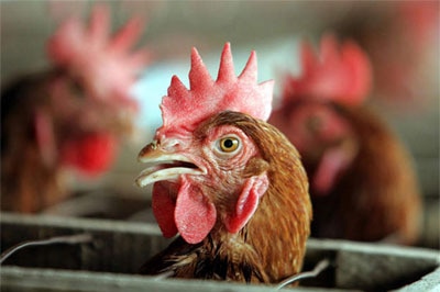 Green light for SA chicken farm