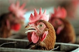 Chicken housed in intensive agriculture operation (file photo).