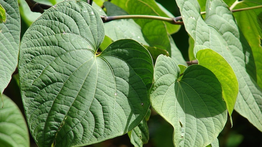 A close up of green heart-shaped leaves.