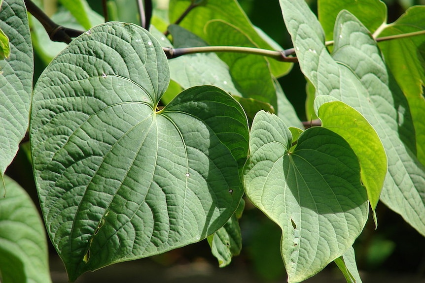 A close up of green heart-shaped leaves.