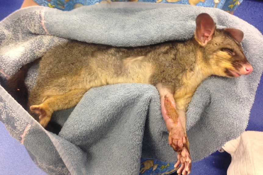 A possum wrapped in a blanket with burns on his legs. 