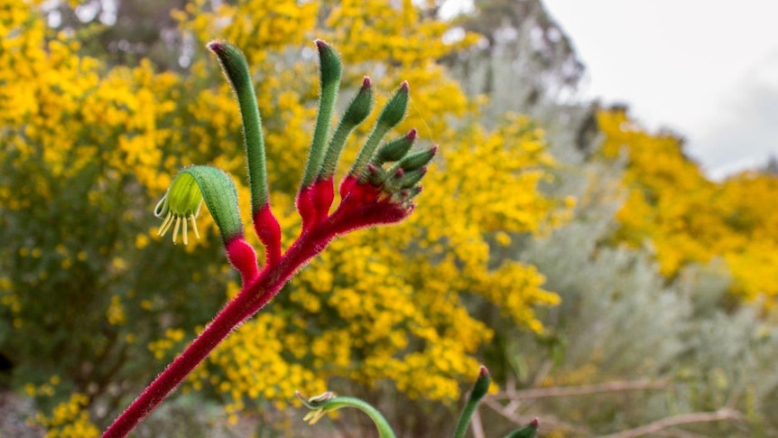 A Kangaroo Paw in Kings Park