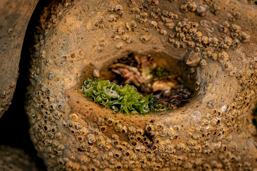 A close-up of an indented seawall tile shows a small pool with crustacean and seaweed growth.