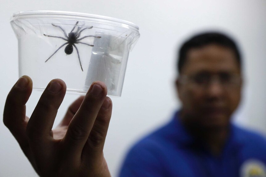 A close up of a tarantula in a plastic container held by a member of airport staff.