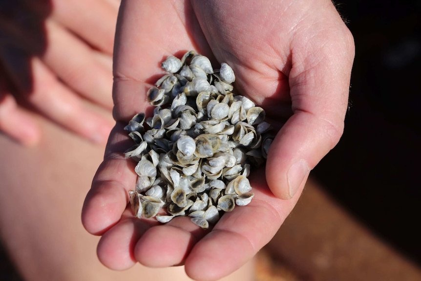 Black Lip Rock Oyster spat will be deployed at Maxima's farm sites in the Pilbara.